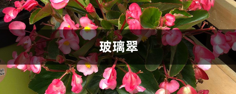 玻璃翠 玻璃翠