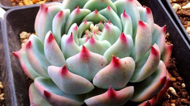 花月夜,月光女神,吉娃娃如何区分 花月夜,月光女神,吉娃娃如何区分