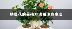 扶桑花的养殖方法和注意事项