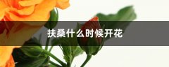 扶桑什么时候开花