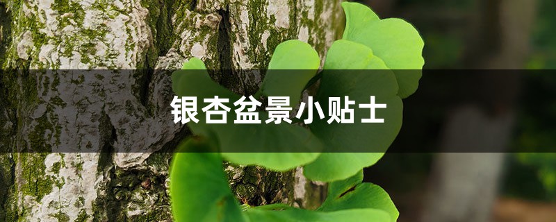 银杏盆景小贴士 银杏盆景小贴士