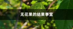 无花果的结果事宜