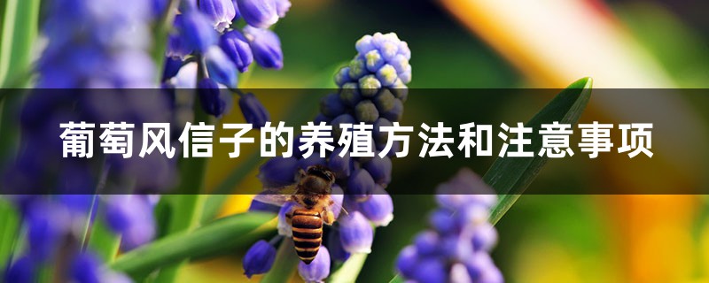 葡萄风信子的养殖方法和注意事项 葡萄风信子的养殖方法和注意事项