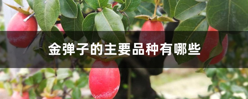 金弹子的主要品种有哪些 金弹子的主要品种有哪些