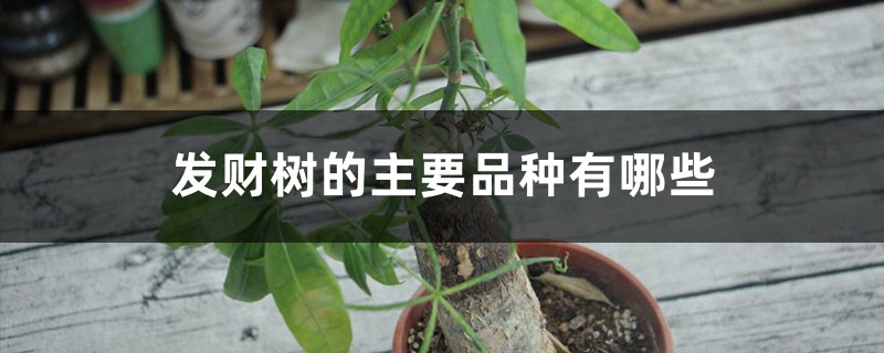 发财树的主要品种有哪些 发财树的主要品种有哪些