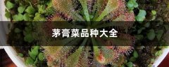 茅膏菜品种大全