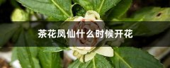 茶花凤仙什么时候开花