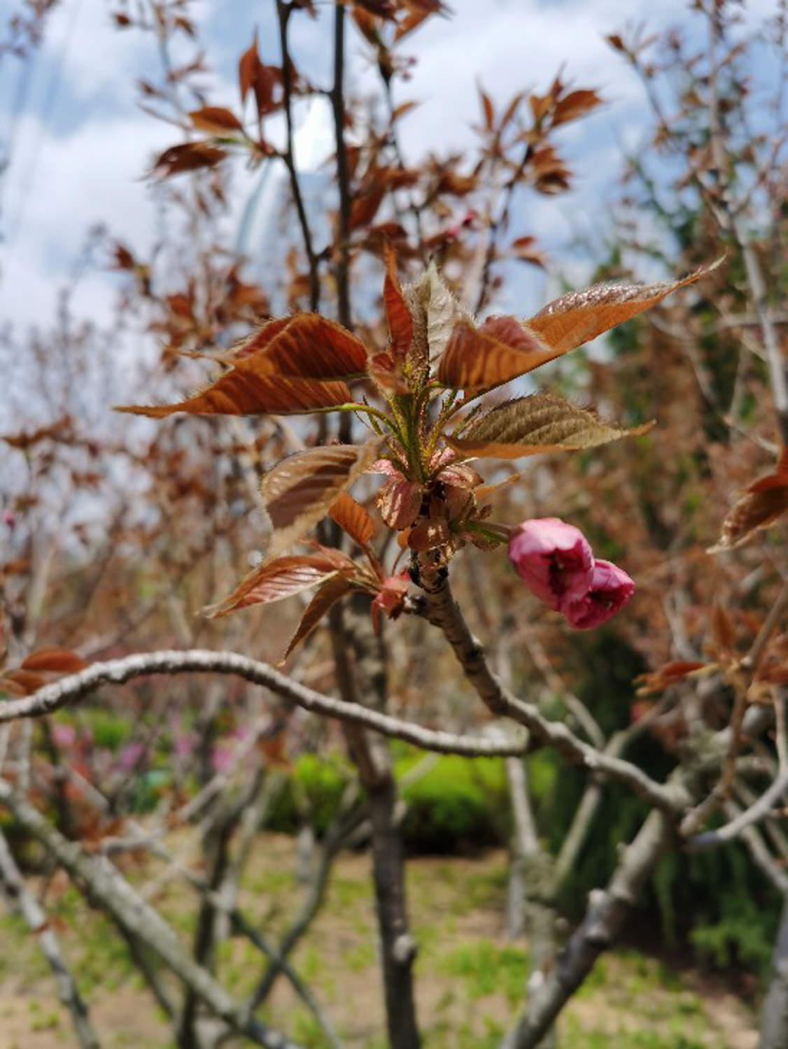 樱花 樱花