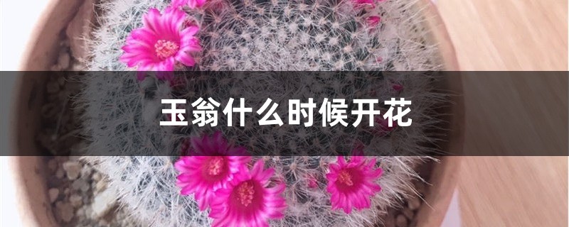 玉翁什么时候开花 玉翁什么时候开花