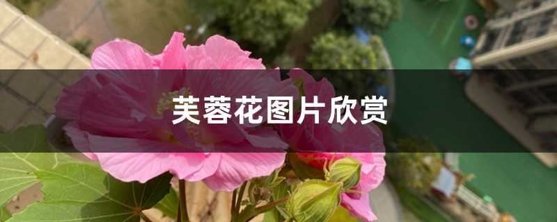 芙蓉花图片欣赏