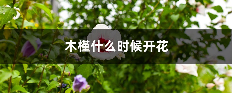 木槿什么时候开花 木槿什么时候开花