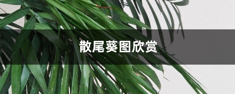 散尾葵图欣赏 散尾葵图欣赏