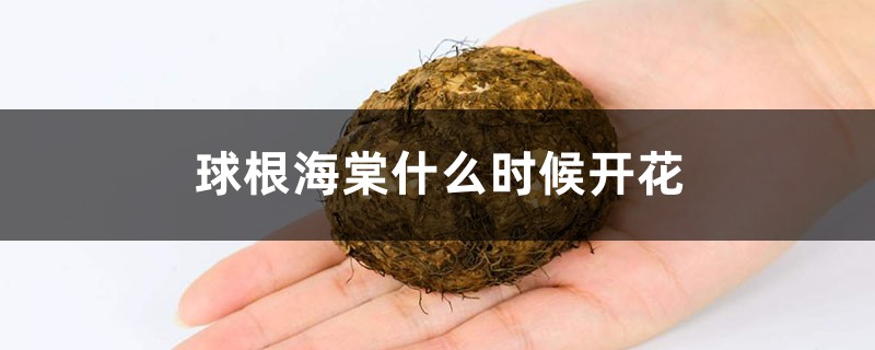 球根海棠什么时候开花 球根海棠什么时候开花