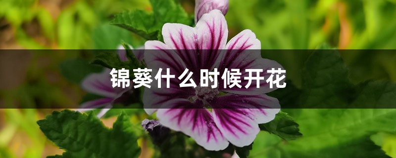 锦葵什么时候开花 锦葵什么时候开花