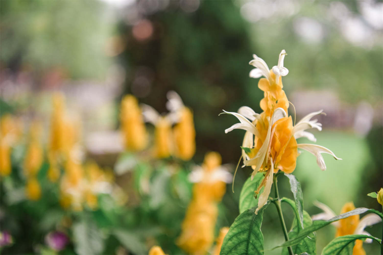 金苞花 金苞花