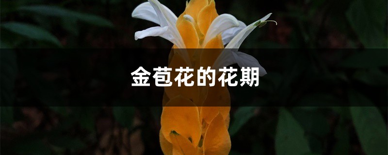金苞花的花期 金苞花的花期