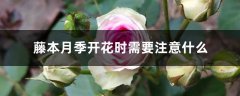 藤本月季开花时需要注意什么