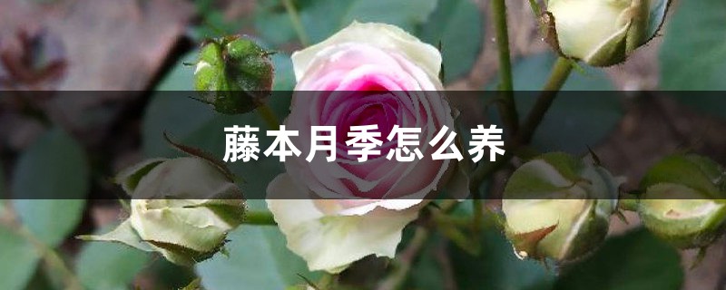 藤本月季怎么养 藤本月季怎么养