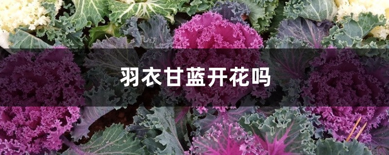 羽衣甘蓝开花吗