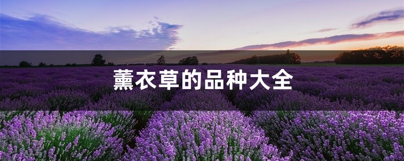 薰衣草的品种大全 薰衣草的品种大全
