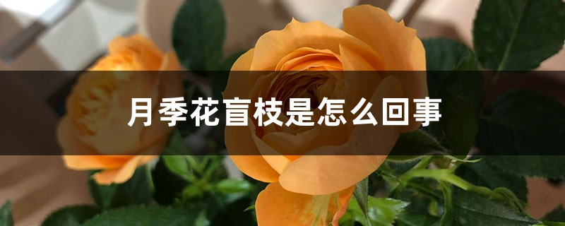 月季花盲枝是怎么回事 月季花盲枝是怎么回事