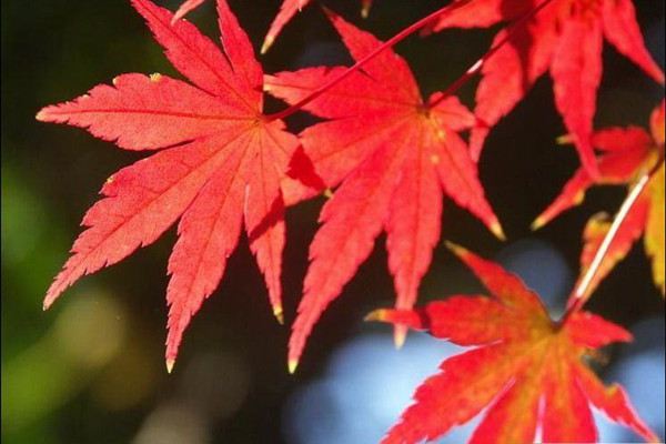 50种常见观叶植物图鉴,史上最全 50种常见观叶植物图鉴,史上最全