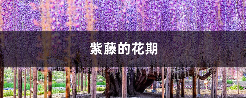 紫藤的花期 紫藤的花期
