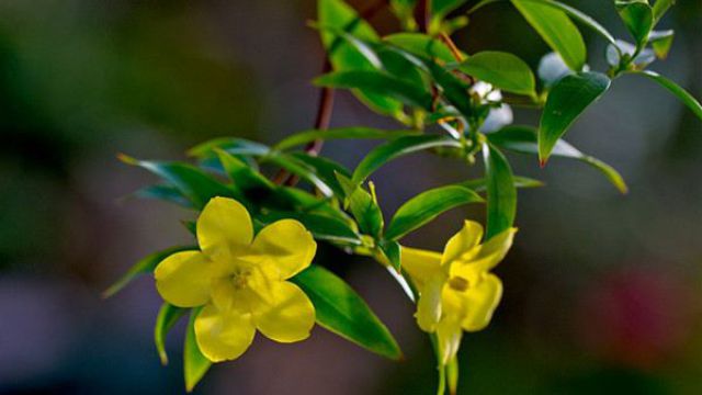 法国香水花什么时候开花 法国香水花什么时候开花