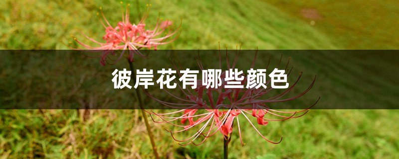 彼岸花有哪些颜色 彼岸花有哪些颜色
