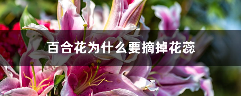 百合花为什么要摘掉花蕊