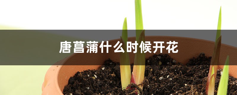 唐菖蒲什么时候开花 唐菖蒲什么时候开花