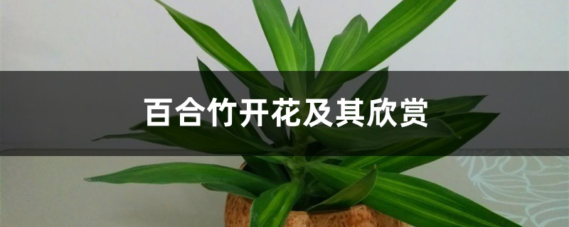 百合竹开花及其欣赏 百合竹开花及其欣赏