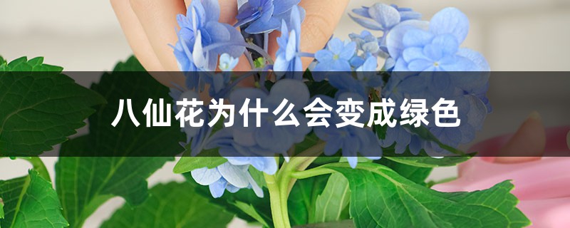 八仙花为什么会变成绿色 八仙花为什么会变成绿色