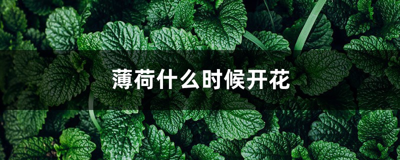 薄荷什么时候开花 薄荷什么时候开花