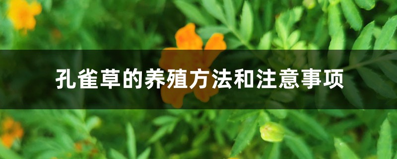 孔雀草的养殖方法和注意事项