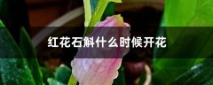 红花石斛什么时候开花