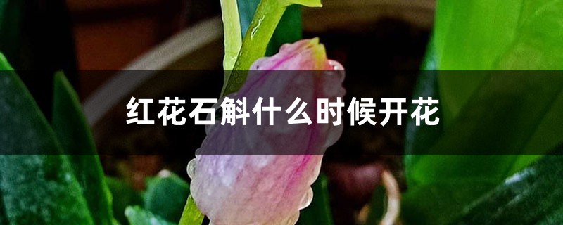 红花石斛什么时候开花 红花石斛什么时候开花