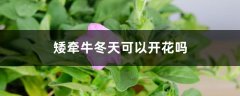 矮牵牛冬天可以开花吗