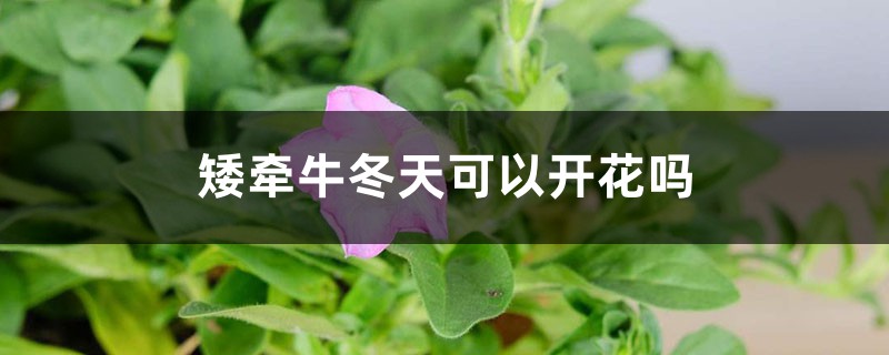 矮牵牛冬天可以开花吗 矮牵牛冬天可以开花吗