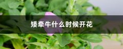 矮牵牛什么时候开花