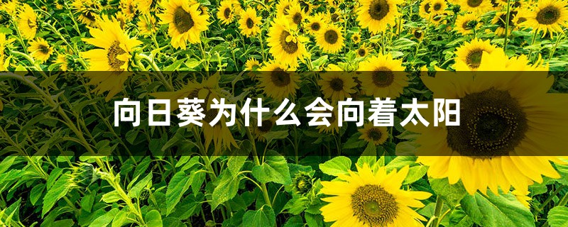 向日葵为什么会向着太阳 向日葵为什么会向着太阳