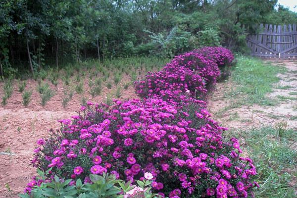 花朵也变脸,这些花花界的变色高手 花朵也变脸,这些花花界的变色高手