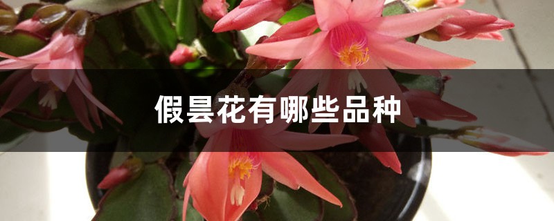 假昙花有哪些品种 假昙花有哪些品种