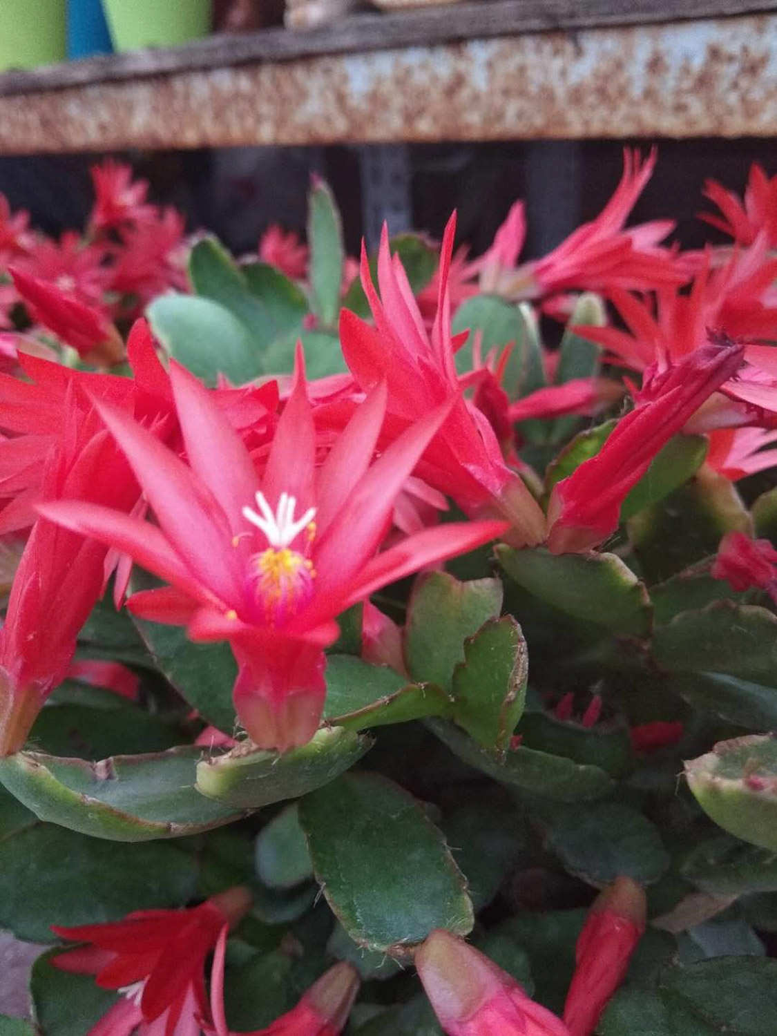 假昙花 假昙花