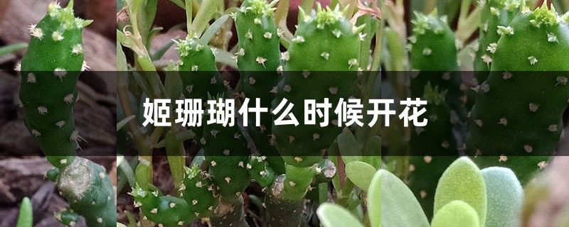 姬珊瑚什么时候开花 姬珊瑚什么时候开花