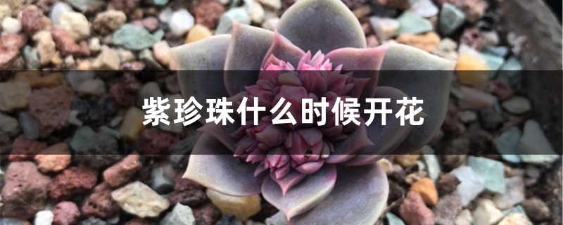 紫珍珠什么时候开花 紫珍珠什么时候开花