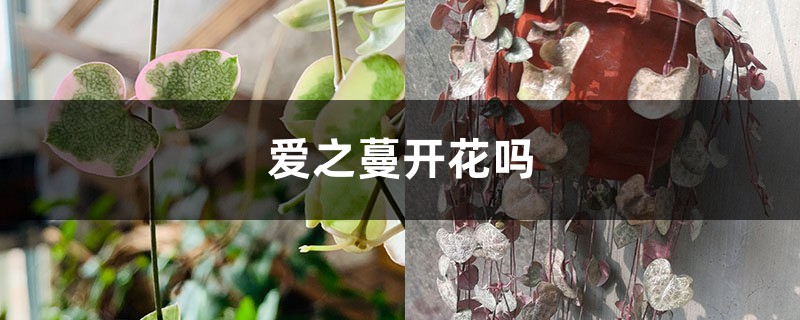 爱之蔓开花吗