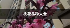 桃花品种大全