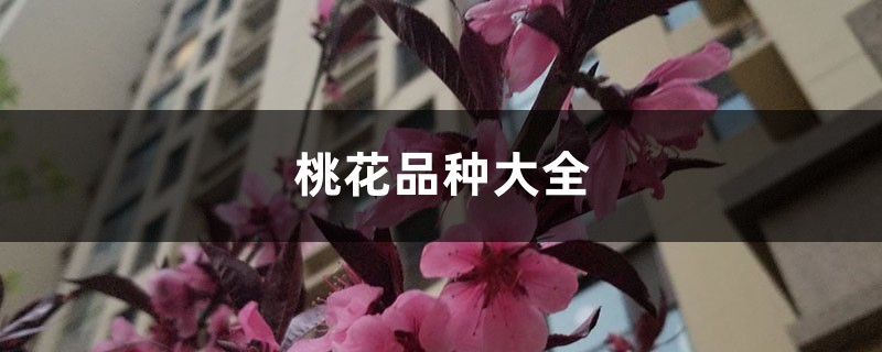 桃花品种大全 桃花品种大全