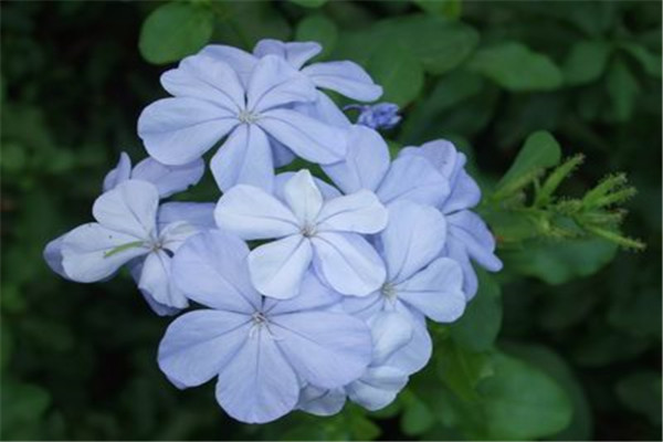 蓝花丹和白花丹的区别 蓝花丹和白花丹的区别